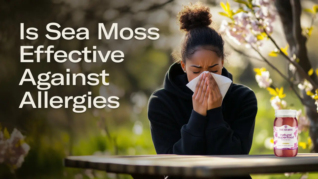 Is Sea Moss Effective Against Allergies: Benefits & Research