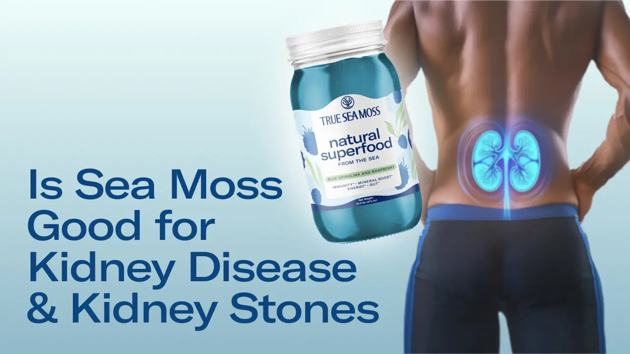 Is Sea Moss Good for Kidney Disease & Kidney Stones: Benefits & Risks