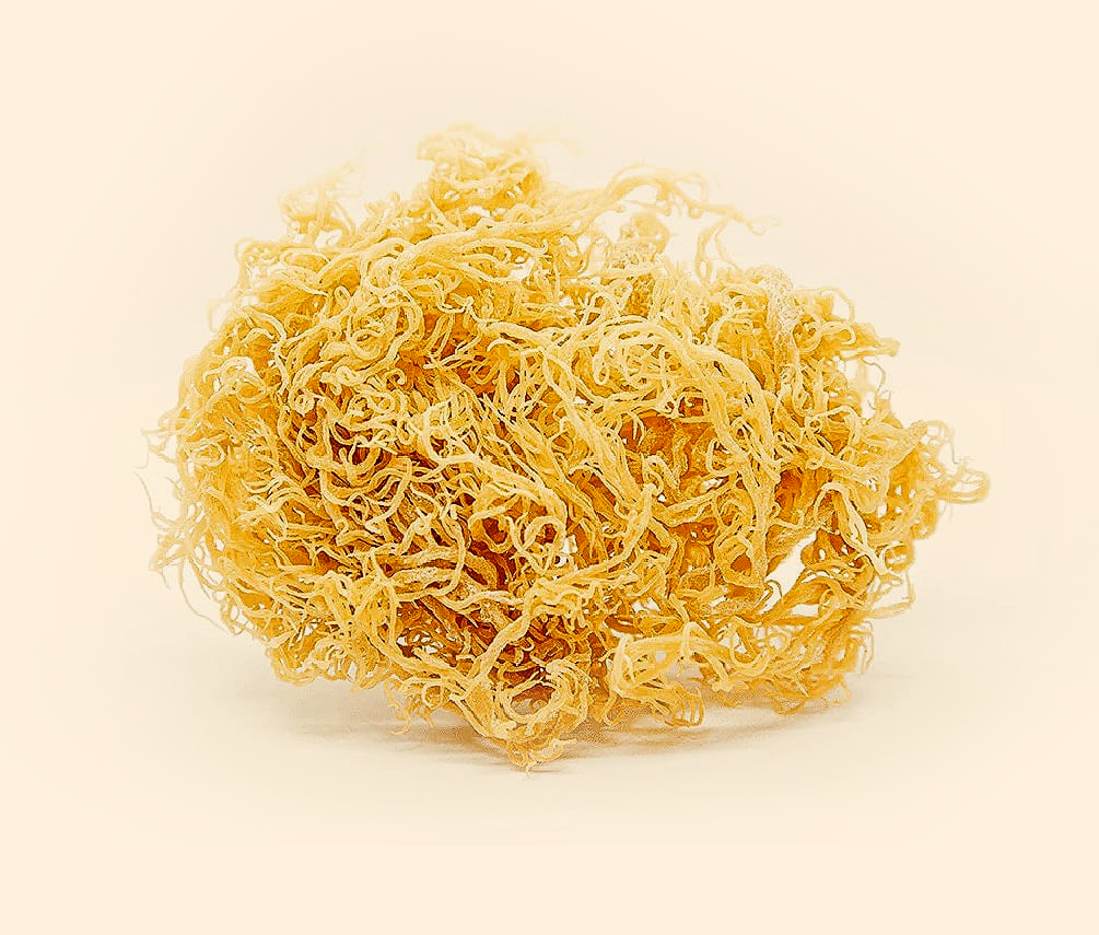 100% WildcraftedSea Moss
