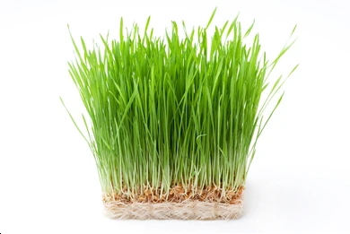 Organic WheatGrass