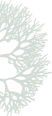 Half of a Sea Moss plant