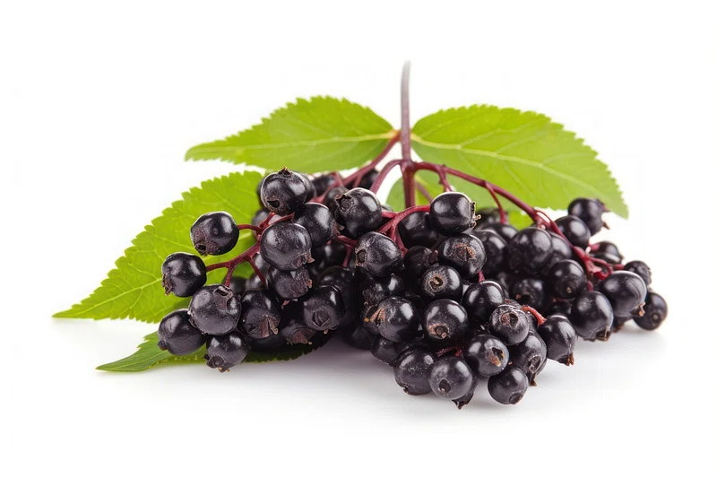 ElderberryFruit