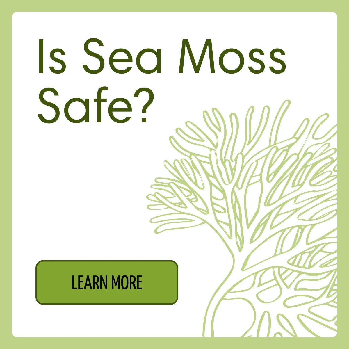 Why Sea Moss could not be harmful?  - True Sea Moss