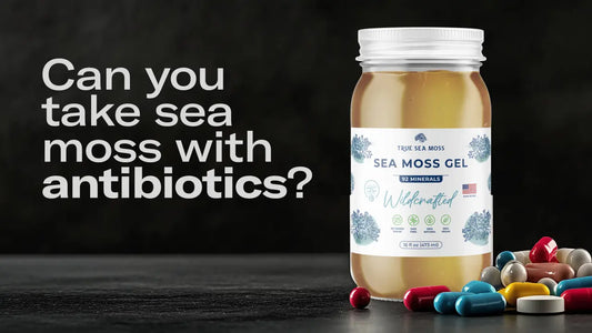 Can You Take Sea Moss With Antibiotics?