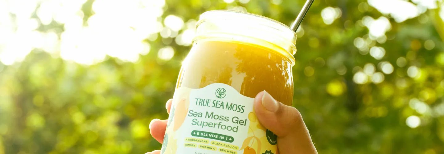 The Science of Sea Moss: Nutrients, Bioactive Compounds & What Research Actually Says