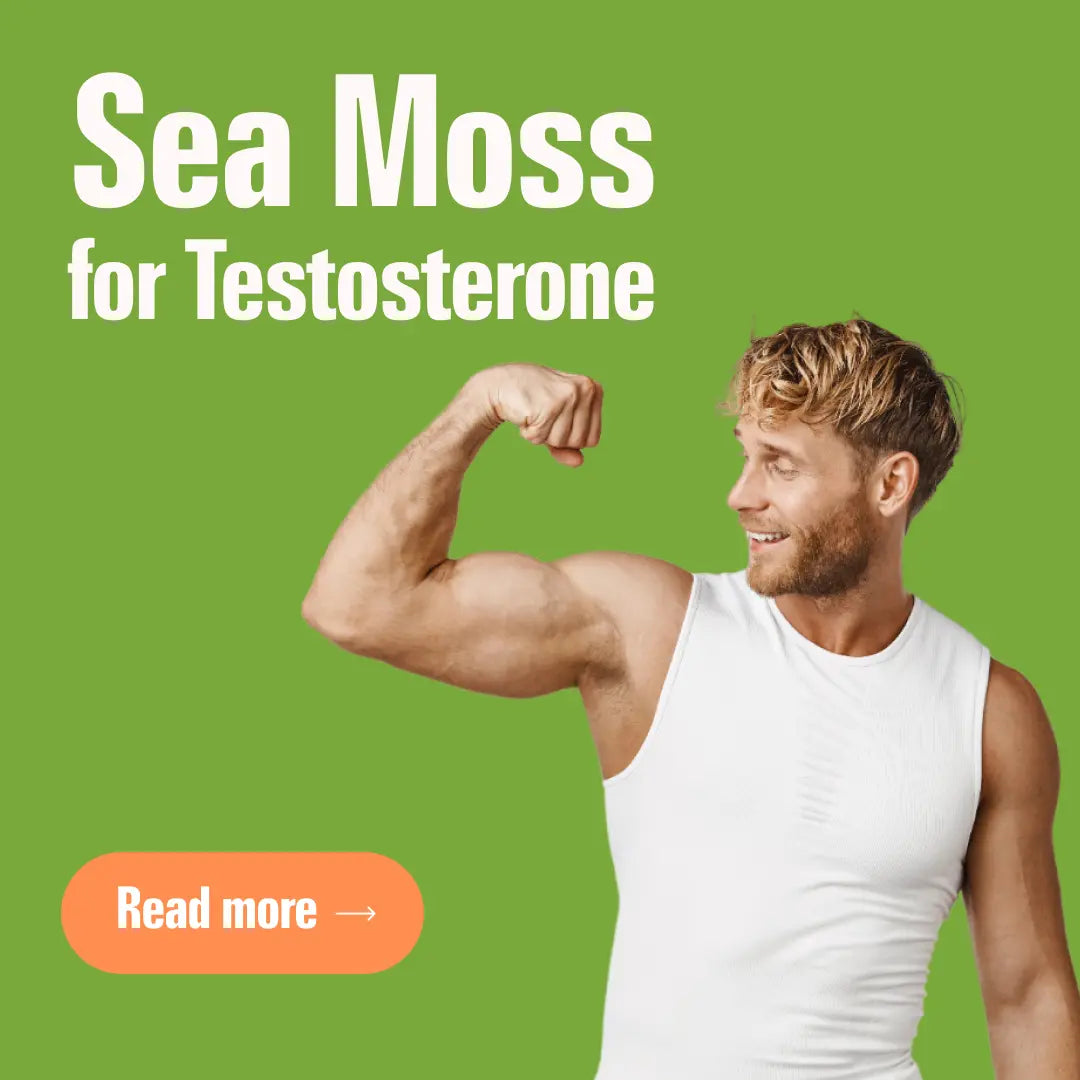 Does Sea Moss Increase Testosterone? Sea Moss Benefits For Male Health
