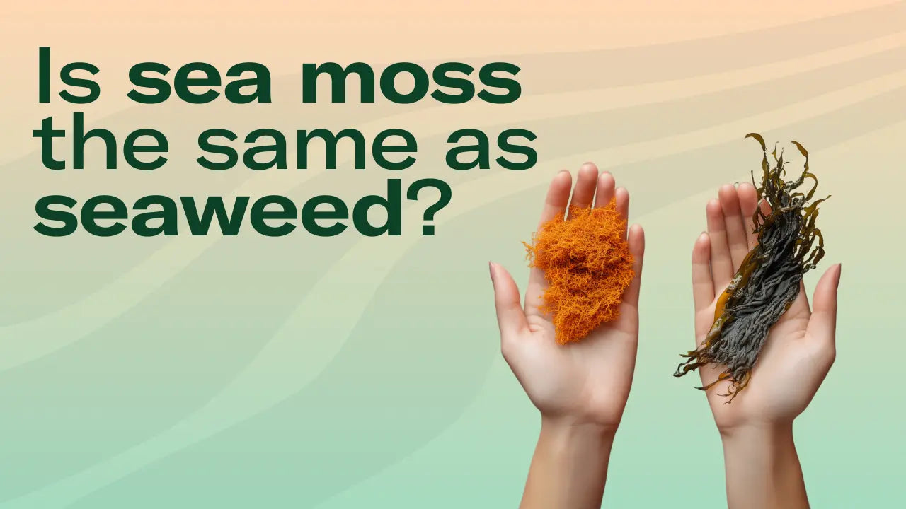 What is the difference between seaweed and sea moss?