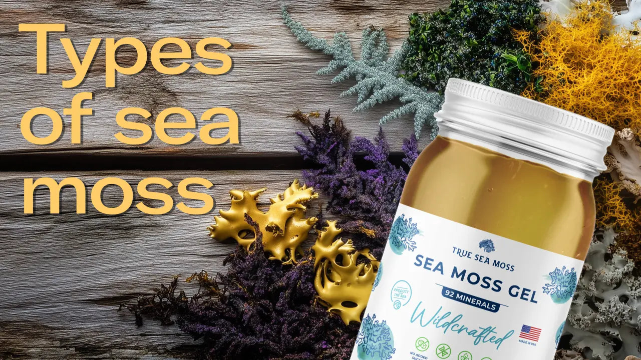 Types of Sea Moss - Explore Varieties and Benefits | True Sea Moss