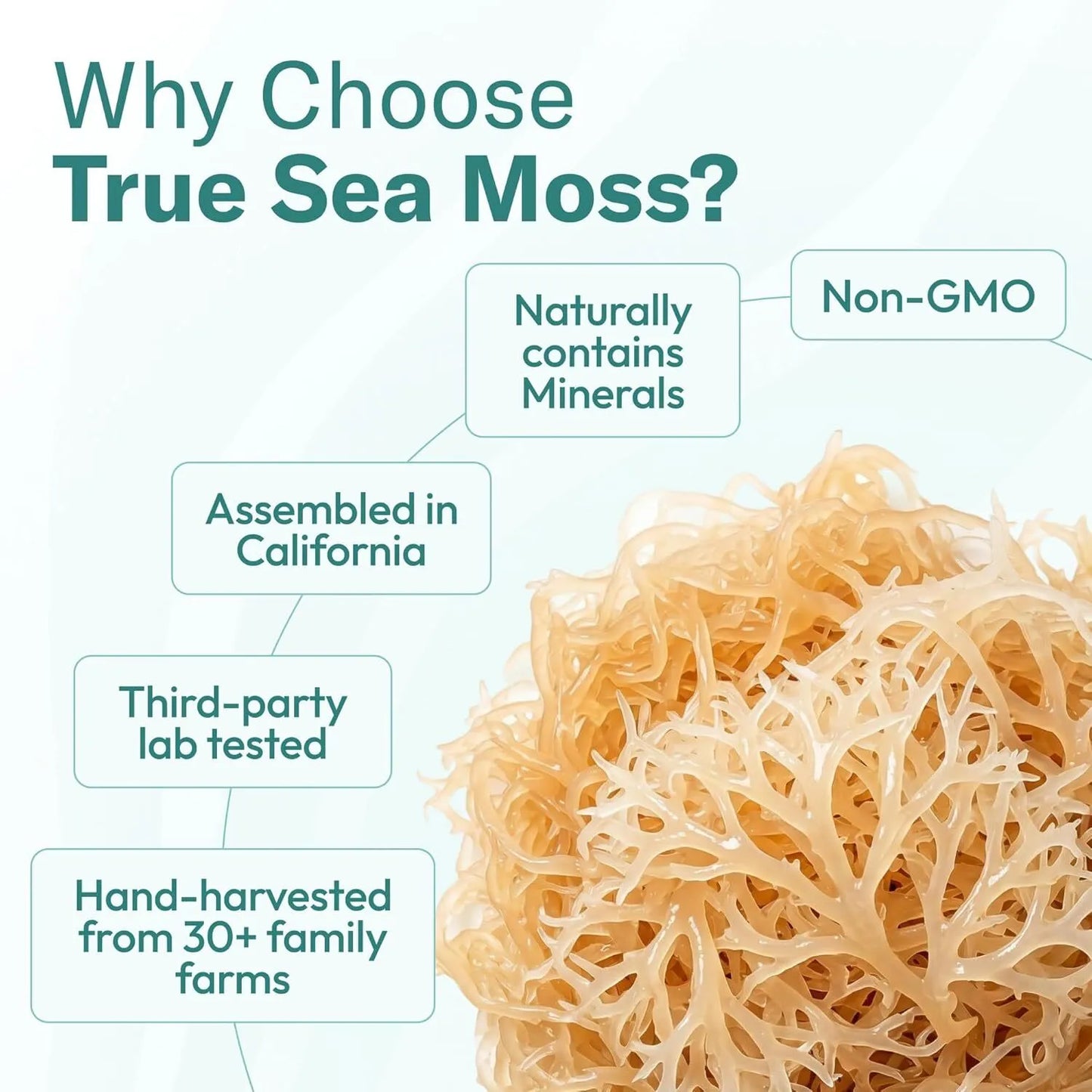 TrueSeaMoss Sea Moss Gel – Wildcrafted Seamoss with Fruits – Jams & Jellies – Watermelon/Raspberry, Pack of 1