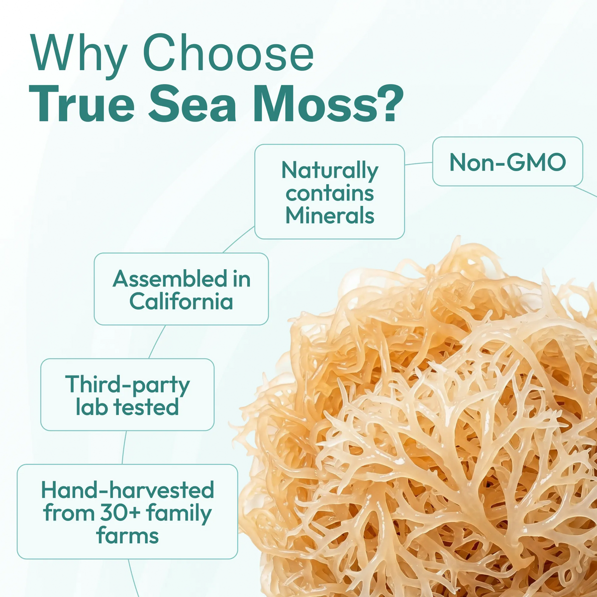 TrueSeaMoss Sea Moss Gel – Wildcrafted Seamoss, Fruits & Jarred Vegetables – Cherry, Pack of 1 (Labels may Vary)