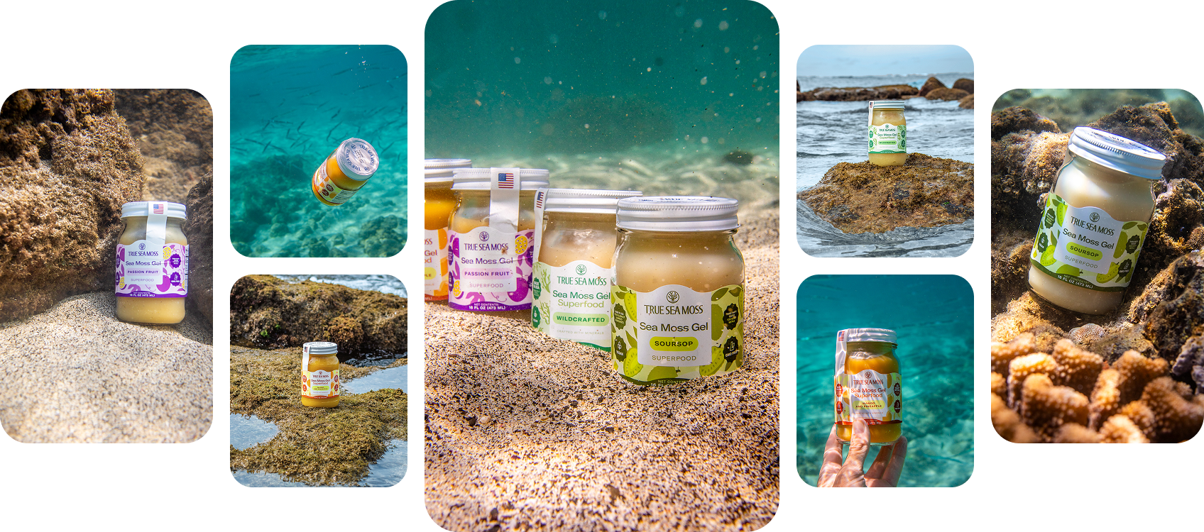 Our Sea Moss Ritual,<br>
<span>Refined by Nature</span>
