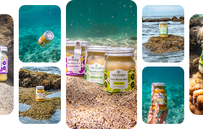 Our Sea Moss Ritual,<br>
<span>Refined by Nature</span>